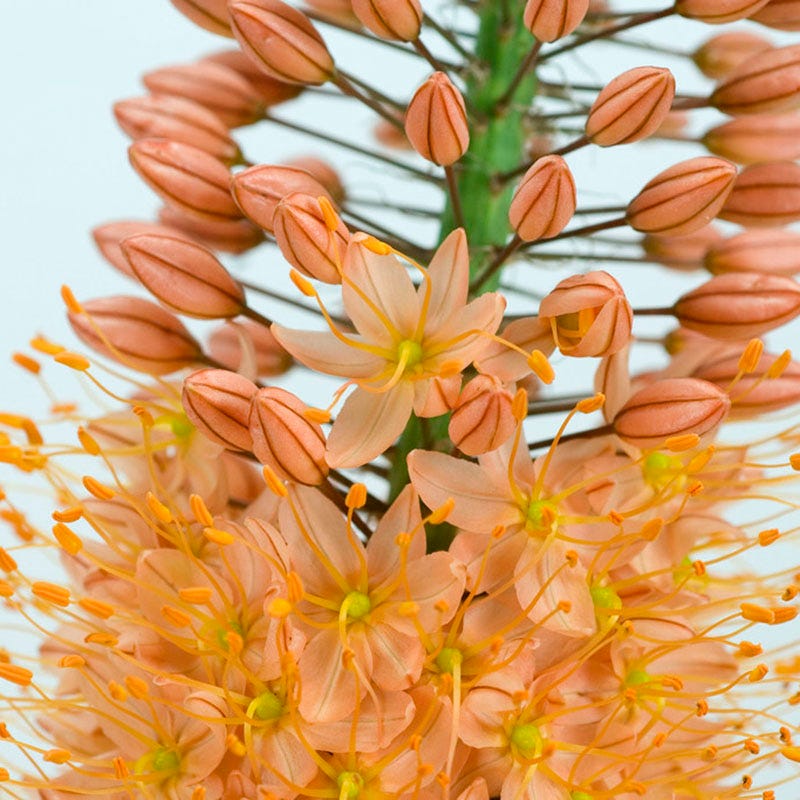 Cleopatra Foxtail Lily (Eremurus)