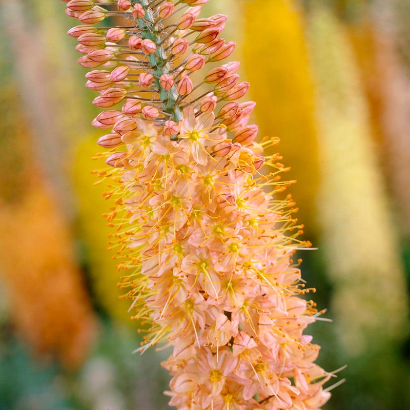 Cleopatra Foxtail Lily (Eremurus)