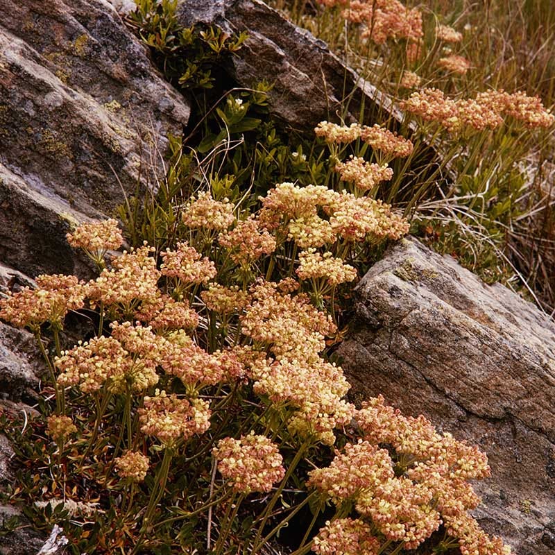Arrowleaf Buckwheat
