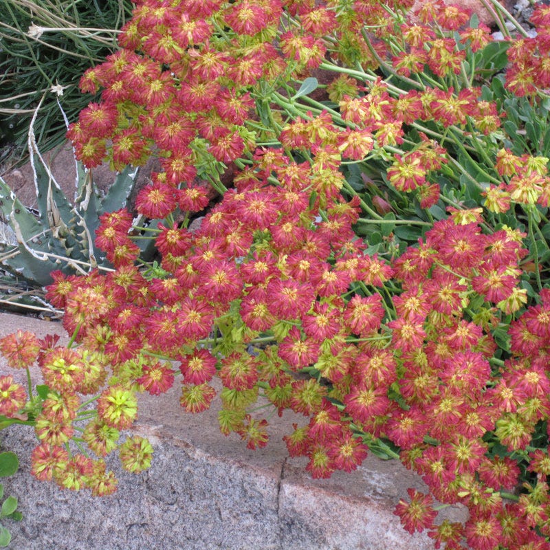 Poncha Pass Red Sulphur Buckwheat