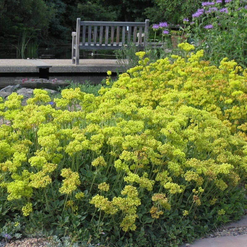 eriogonum-umbellatum-kanah-