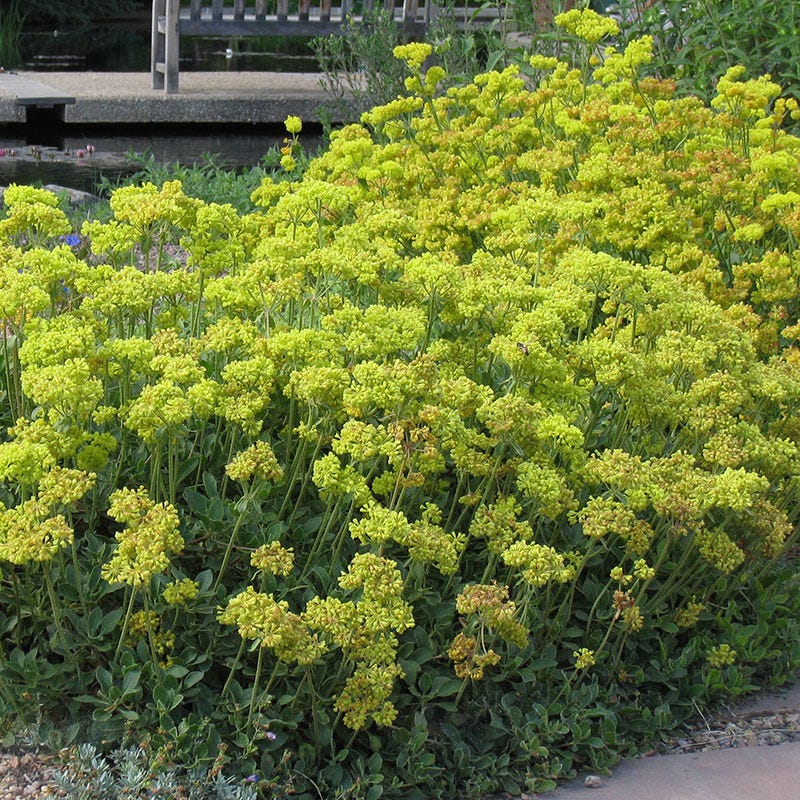 Sulphur Buckwheat Collection - Thumbnail 3