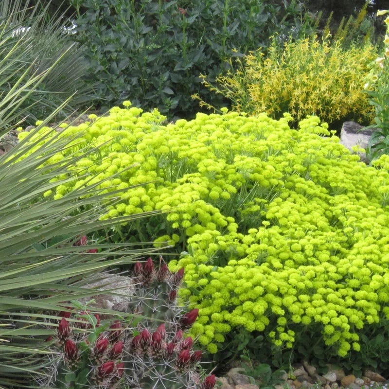 Kannah Creek Sulphur Buckwheat, Eriogonum umbellatum | High