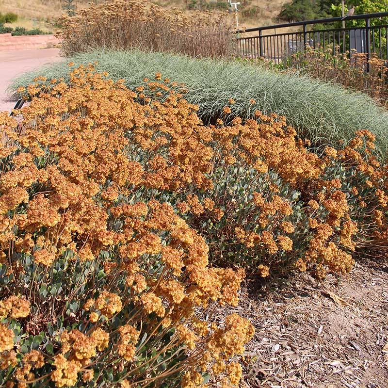 Native Intermountain West Songbird Pre-Planned Garden