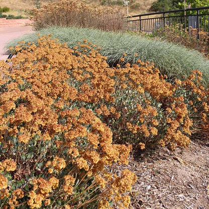 Native Intermountain West Songbird Pre-Planned Garden