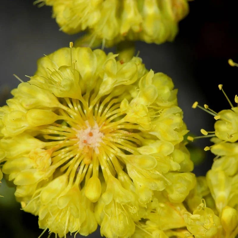 Kannah Creek Sulphur Buckwheat, Eriogonum umbellatum | High
