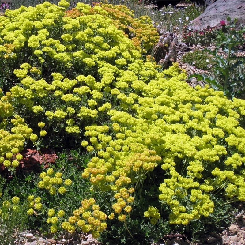 Kannah Creek Sulphur Buckwheat, Eriogonum umbellatum | High