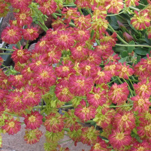 Poncha Pass Red Sulphur Buckwheat