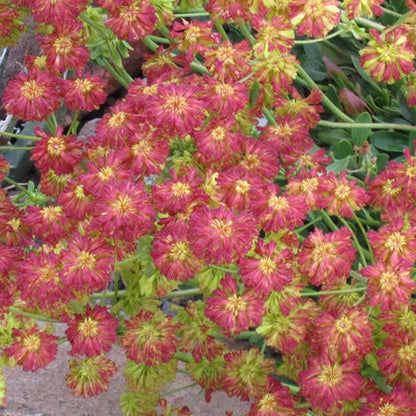 Poncha Pass Red Sulphur Buckwheat