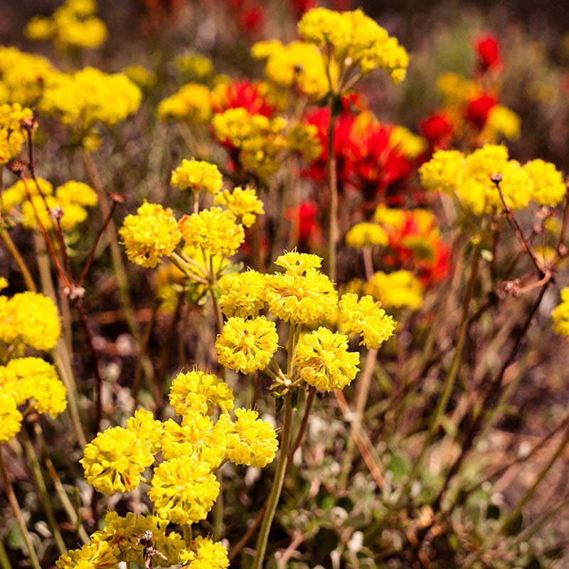 Sulphur-flower Buckwheat - Thumbnail 2
