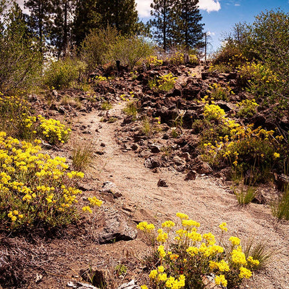 Sulphur-flower Buckwheat