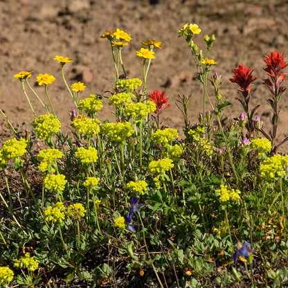 Sulphur-flower Buckwheat