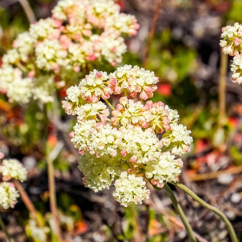 Sulphur-flower Buckwheat