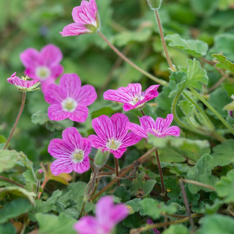 Bishop's Form Heronsbill (Erodium)