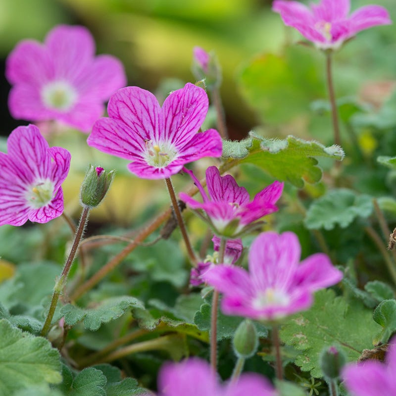 Bishop's Form Heronsbill (Erodium)