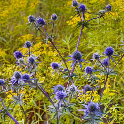 Blue Glitter Sea Holly, Eryngium planum Blue Glitter | High