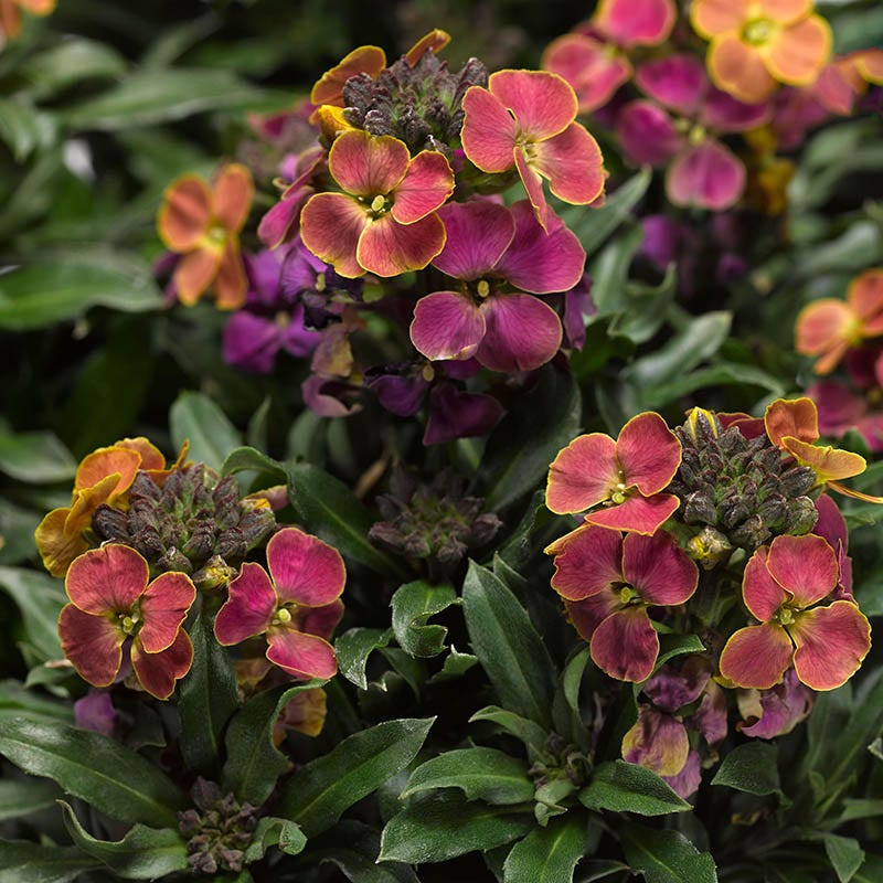 wallflower succulent Erysistible™ Tricolor Wallflower