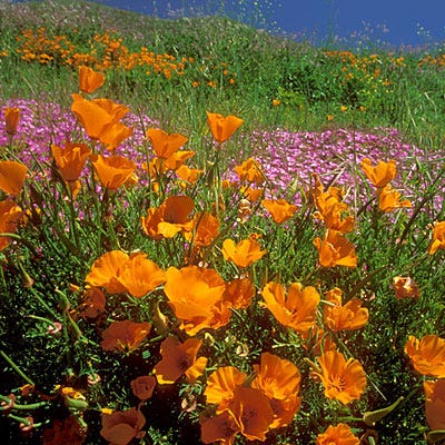 California Poppy Seeds (Eschscholzia)