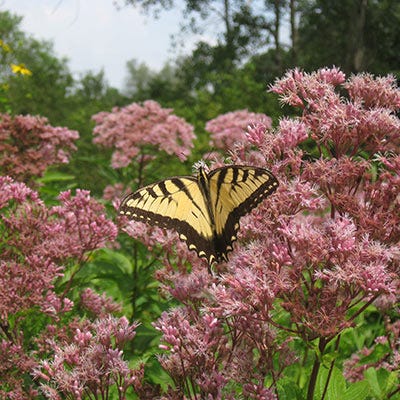 Joe Pye Weed Seeds