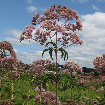 Joe Pye Weed Seeds