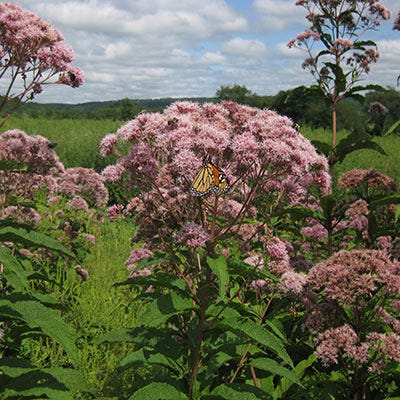 Joe Pye Weed Seeds
