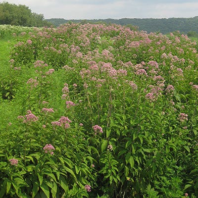 Joe Pye Weed Seeds