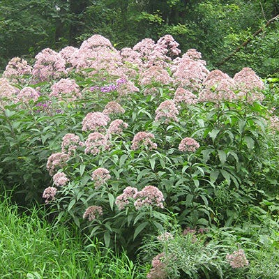 Joe Pye Weed Seeds