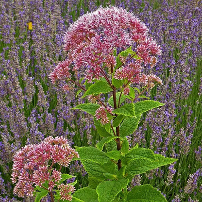 Red Dwarf Joe Pye Weed (Eupatorium)