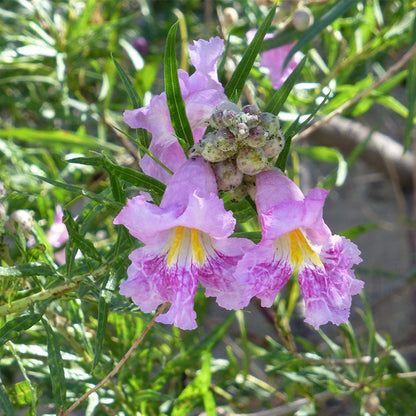 FlowerKisser® Everpink Desert Willow