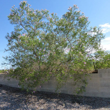 FlowerKisser® Everpink Desert Willow