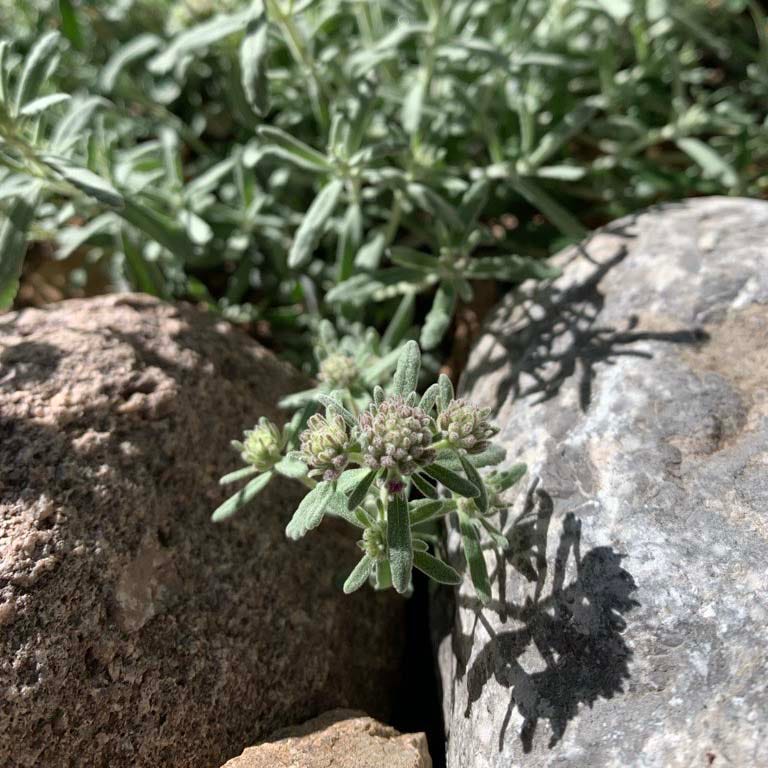 EVERSILVER Creeping Germander (Teucrium) - Thumbnail 3