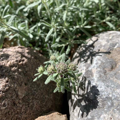 EVERSILVER™ Creeping Germander (Teucrium)