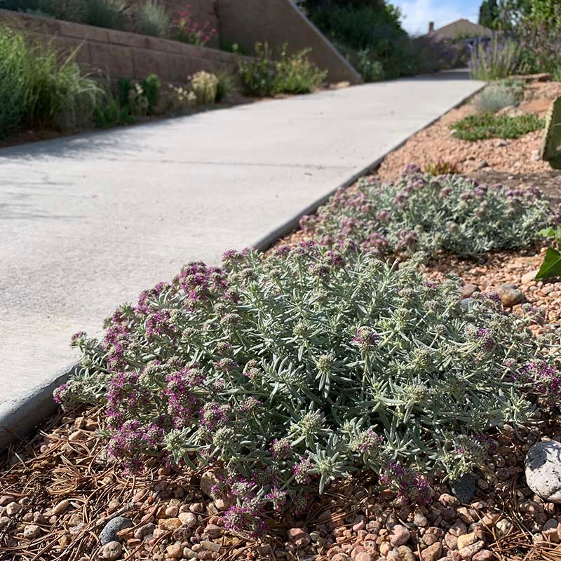 EVERSILVER Creeping Germander (Teucrium)