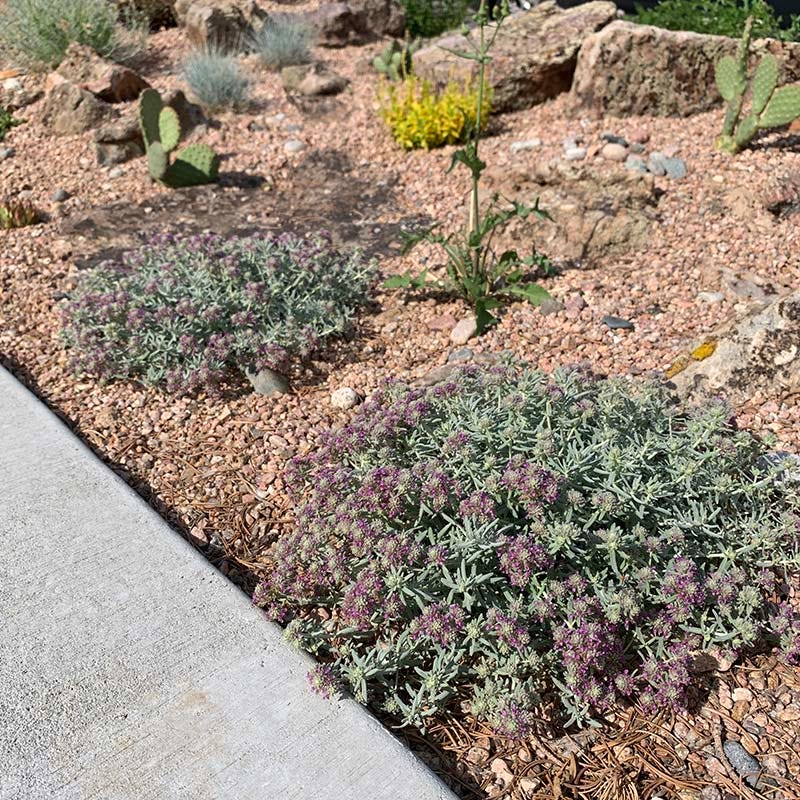 EVERSILVER™ Creeping Germander (Teucrium)