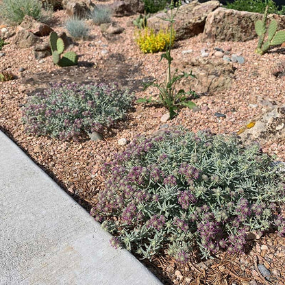 EVERSILVER™ Creeping Germander (Teucrium)