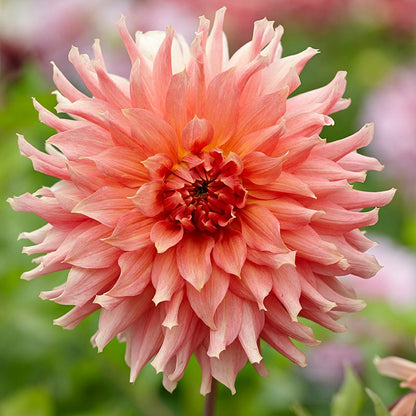 Fairway Spur Dinnerplate Dahlia