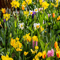 Fall-Planted Bulb Collections