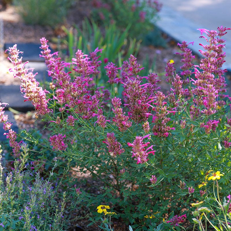 Fall Fiesta Agastache