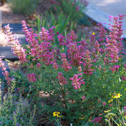 Fall Fiesta Agastache