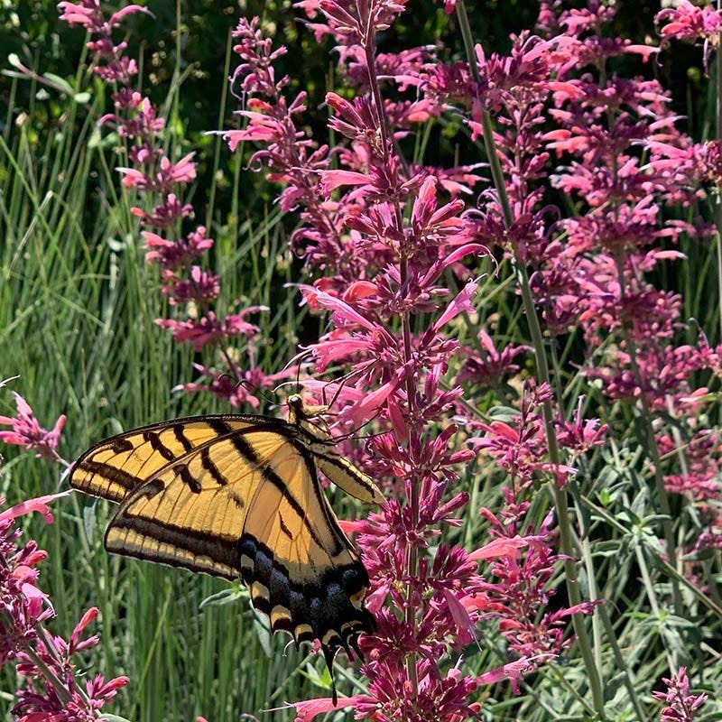 Fall Fiesta Agastache - Thumbnail 2