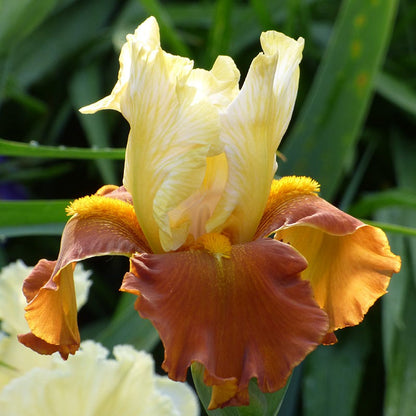 iris germanica party dress Iris 'Party Dress' (TB)