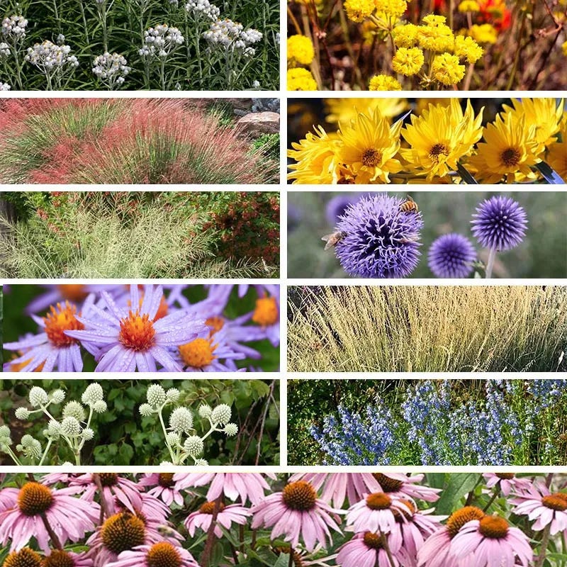 Fall Finale Pollinator Pre-Planned Garden