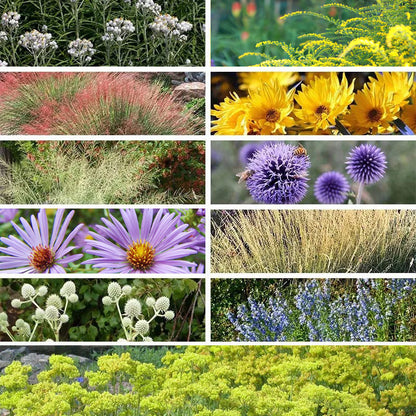 Fall Finale Pollinator Pre-Planned Garden