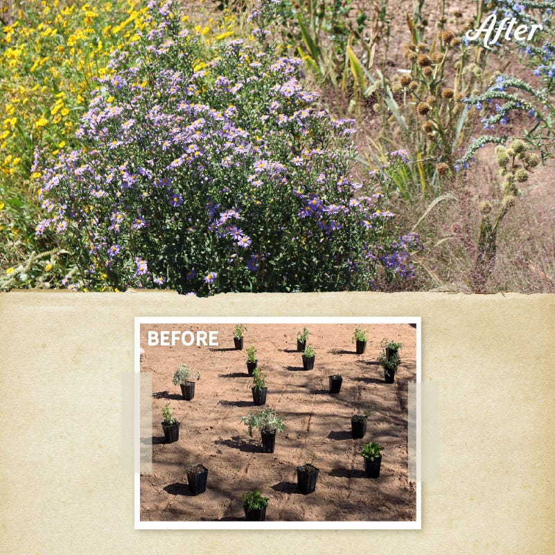 Fall Finale Pollinator Pre-Planned Garden