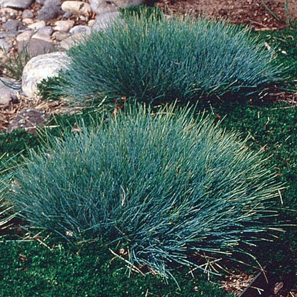 Sea Urchin Blue Fescue
