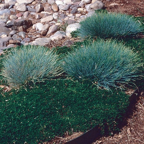 Sea Urchin Blue Fescue