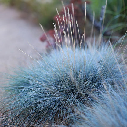 Elegant Elevation Collection