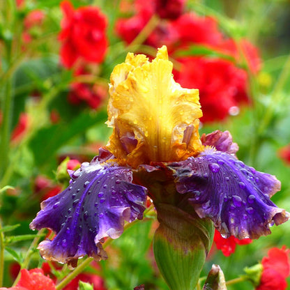 Final Episode Reblooming Bearded Iris