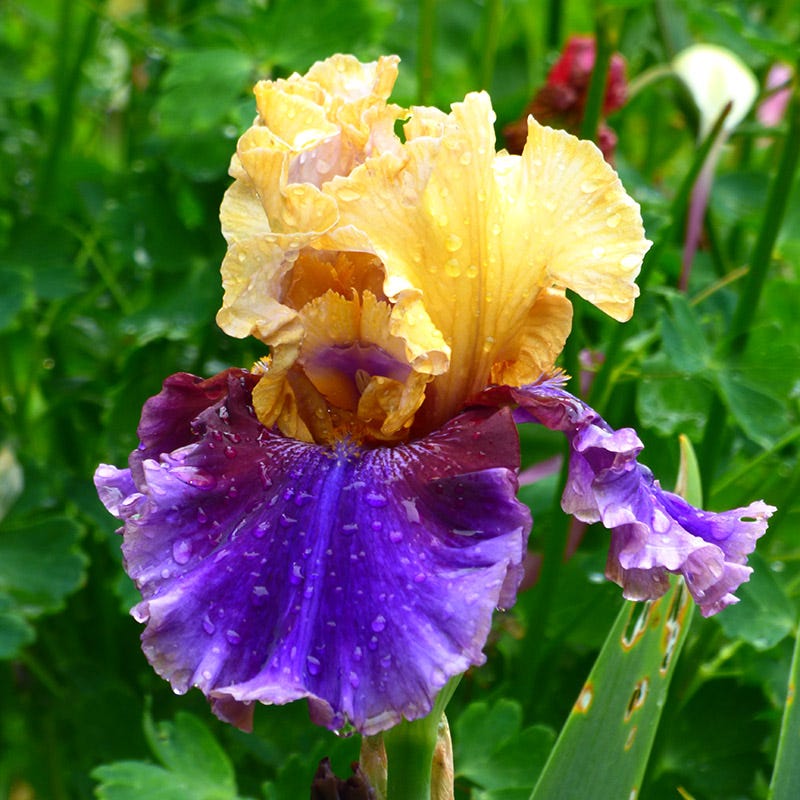 Final Episode Reblooming Bearded Iris