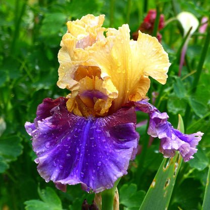 Final Episode Reblooming Bearded Iris